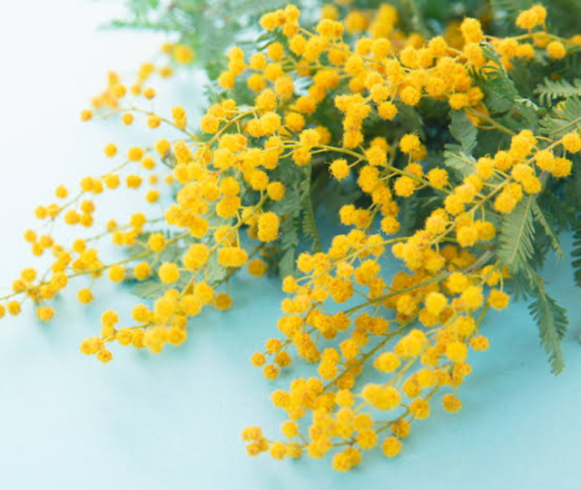 🌼ミモザ撮影会🌼